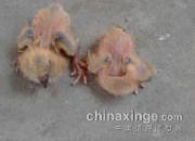 ���������ܴ�� Ů����������(ͼ)