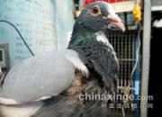 ����Ʒ�ʣ�������500������˹�(ͼ)