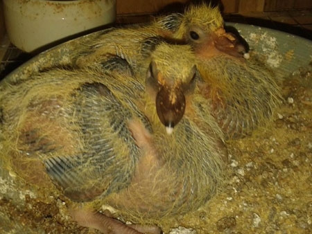 ĸ���Ӷ���ι����׸�(ͼ)