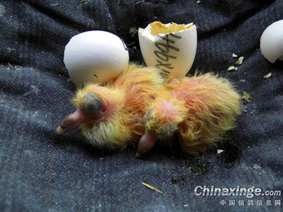 �龪һ���������ѵĵ�������(ͼ)