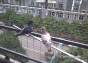 ������ġ�����ɫ������(ͼ)