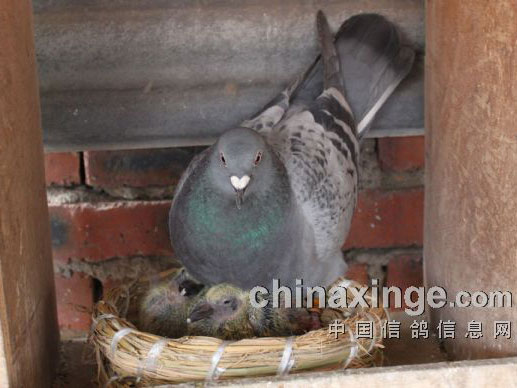 ��Ӣ�ۡ�ĸ��(ͼ)