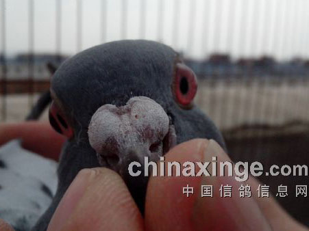 �����׸룺�����֡����ģ�