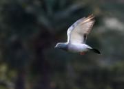 �ھ���������ǰ�ù� �������