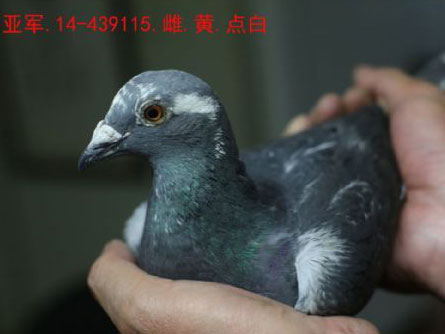 �ȶ�Ϊ�죺�Ϻ�ȫ��������ʱ�Ǽ�������(ͼ)