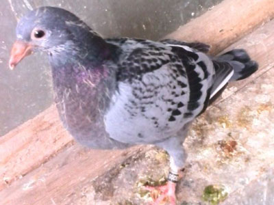 ��9���״����Ŵ����ǿ�ƣ�