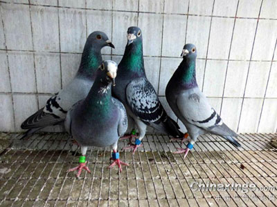 ���׼ӻ�Ѫ 500����ŵ�ס��(ͼ)