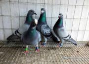 ���׼ӻ�Ѫ 500����ŵ�ס��(ͼ)