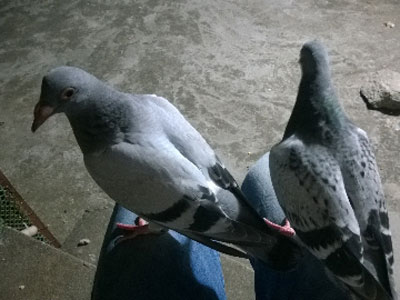 30���׸뻹���������ʳ(ͼ)