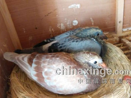 ���޿������� Ψ�г���Ϊ����(ͼ)