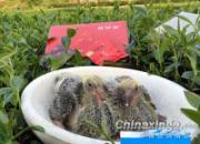 ��ͼ���ͣ���԰��ĸ���(ͼ)