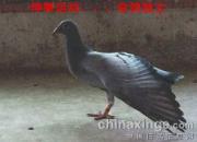 Ȥζ���ͣ��Ÿ�㲥���(ͼ)