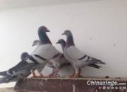 ��Ǩ�����̨����(ͼ)