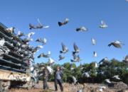 ����ĥ��������ս����컨��