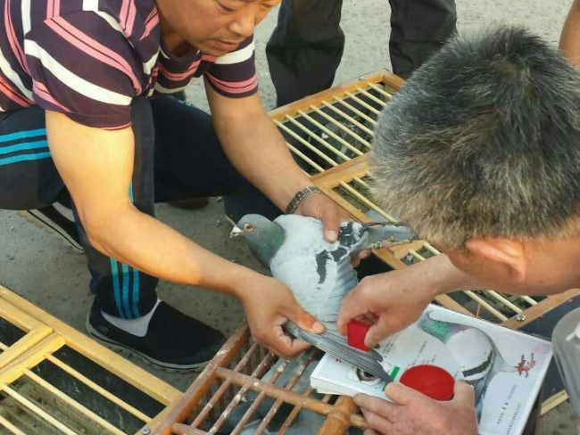 Զ̵һǹ1500Ｏ50 1ֻ