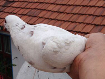 ���Ѷ����ĺ����ر�(ͼ)