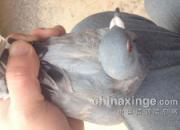 ��������벻������ĥ���ӻؼ�(ͼ)