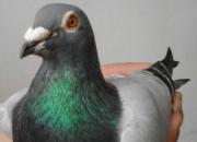 ǧ����鳲���ѷ�ɽ�����ٿվࣿ(ͼ)