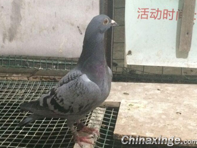 ����ǰ��ˮ �ٹ�5���(ͼ)