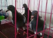 �ϴ�����ܷ��Ͷ��