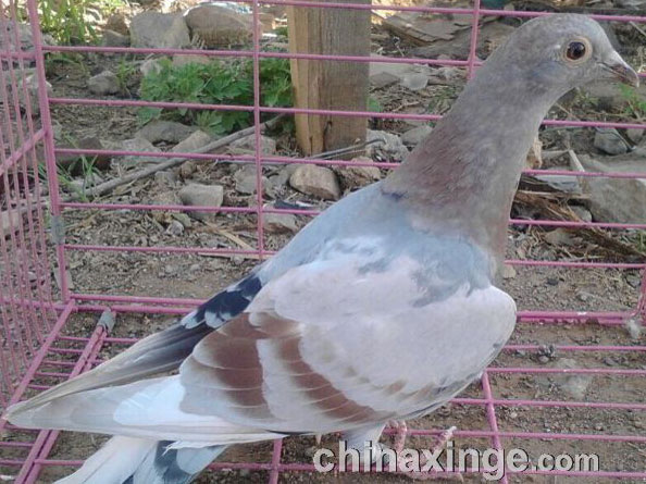 �����ɫ����ë����ս����(ͼ)