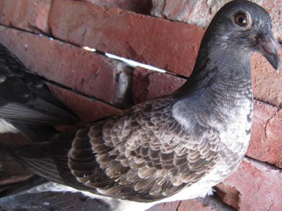 3ɫ���뻨 �������