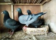 ������õ��׸�ս��(ͼ)