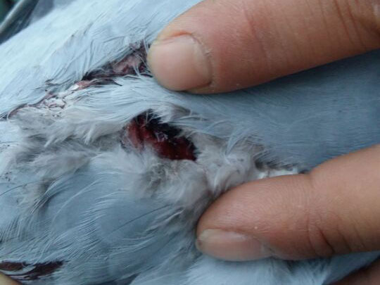 һ�����500������˹�(ͼ)