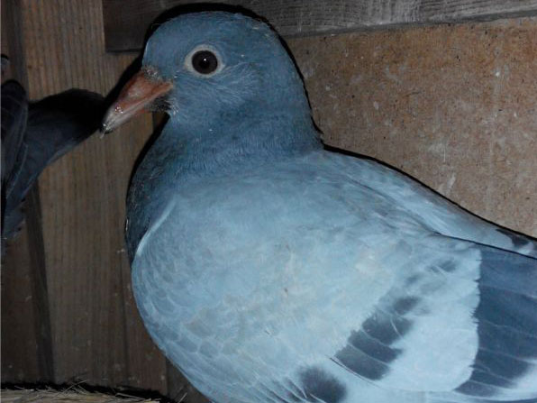 ������С���ʧ����ع�(ͼ)