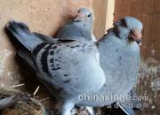 ���ĳɡ�ͺͷ�š����׸�(ͼ)