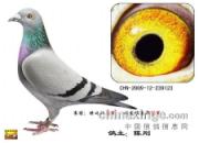 ������20Ԫ���� ����ɹ��Ǿ�(ͼ)