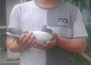 �����ź���˽ѵ�Ϻ�900��������Ը(ͼ)