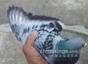 һֻ���˰�˼���������(ͼ)