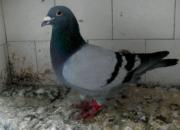 ��������·����һ�ݹ��ʽ�������(ͼ)