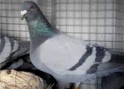 ��������ȫ���� ��������Ѫͳ��(ͼ)