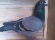 ������Ӣ��ս���� �����عھ�(ͼ)