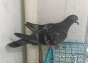 ��Զ�̹�Ѫ��������(ͼ)