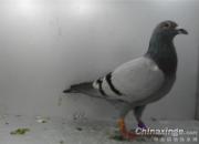 ���ȿ���֣�ݹ��������վ������Ǿ�����(ͼ)