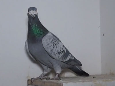 ������������Ƶ��Ŀ��������ά�ָ���ֳ������Сά̸���루�ڶ���  �ڶ�����