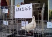 ���������׽촺�����׸������ھ�(ͼ)