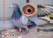 ��̭��Ҳ�д��� �������ر�����(ͼ)