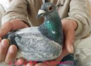 �������׸�ᴺ����ظ�������(ͼ)