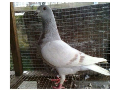 ������ʲô�ܳ�������(ͼ)