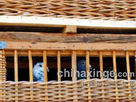 ��ʦδ�������� ��־���������