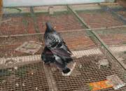 ��å�ھ��룺�鳲��Ѱĸ�뽻��(ͼ)