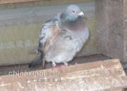 �������������� Ԥ���ھ�����(ͼ)