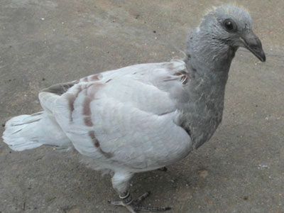 ��ĸ�׽����ڽš������棿