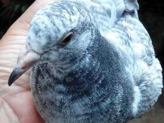 �齱С�뾪�� �������˹�(ͼ)