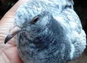 �齱С�뾪�� �������˹�(ͼ)