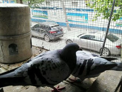 ǧ����Ѫ�� ��������������